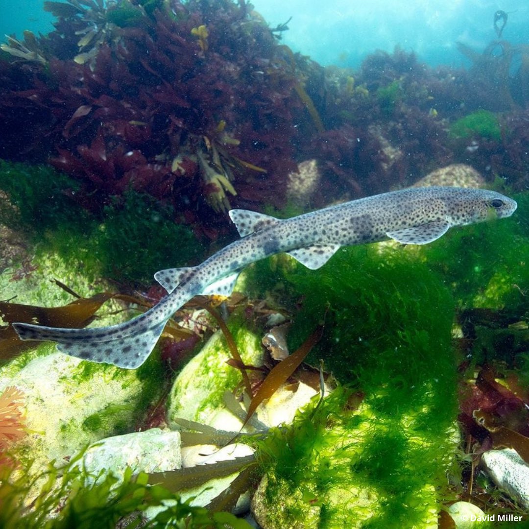 Marine Research & Conservation Foundation (MARECO) tweet media