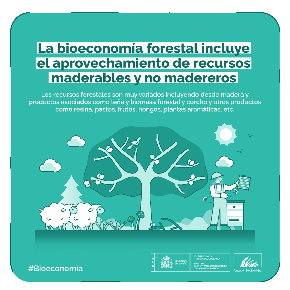 🇪🇸 España es el segundo país de la Unión Europea con mayor superficie forestal 🌳 después de Suecia.

Contamos con 28 millones de hectáreas.

Por ello, la bioeconomía forestal supone una gran oportunidad para el futuro de todos.

#Bioeconomía