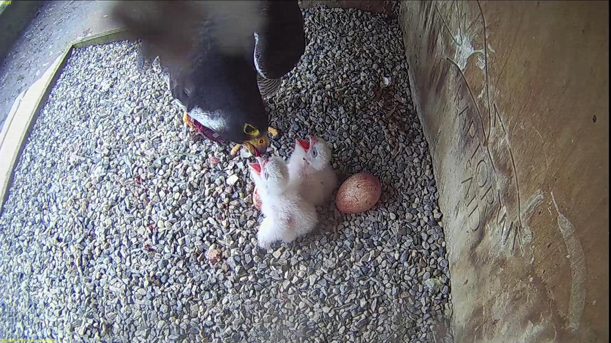 Second chick hatched around 1am 🐣🐣