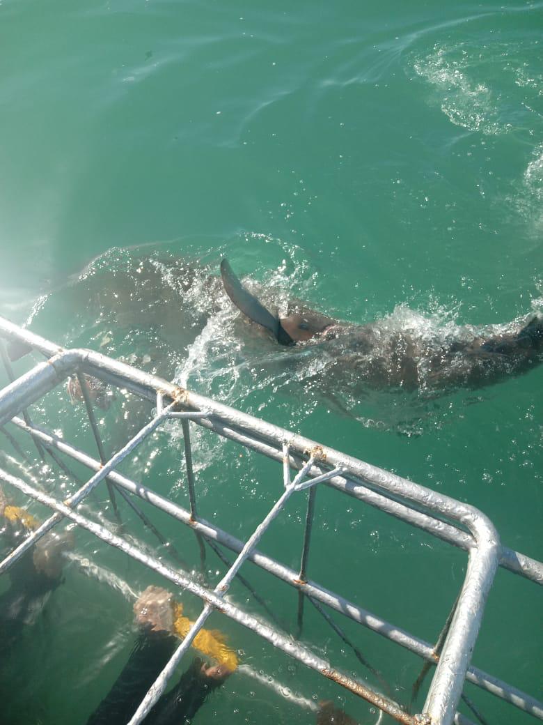 TheSharkladySA's tweet photo. As the pioneers, who layed the foundation in the early 90s, there's no disputing that we've been refining our educational excursion to what we have today 👌💪
Your aquatic adventure is a message away, so get in touch ☎️
#SharkladyAdventures #Sharklady
#SharkCageDiving #CageDiving https://t.co/3YNSzT60xp