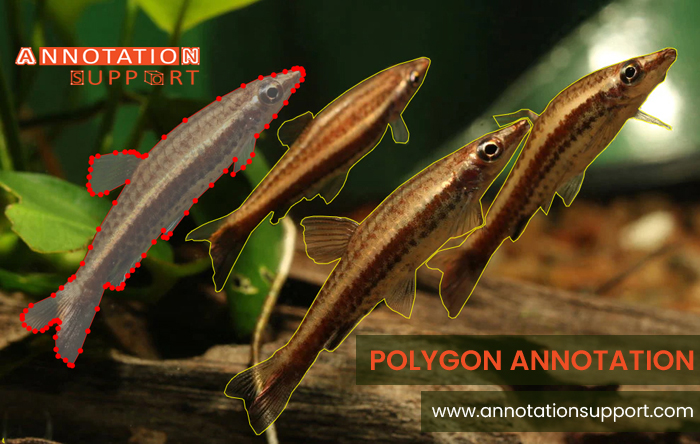 AnnotationSup's tweet image. Annotation Support-experts in providing polygon annotation at feasible prices without compromising quality. With our #annotationservices and best-in-industry datasets train your models.
annotationsupport.com/polygon-annota…
#fishannotation #polygonannotation #agritech