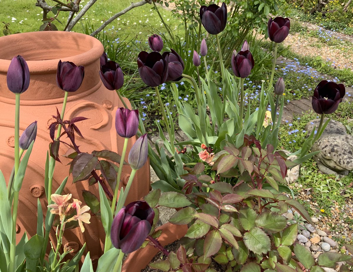 #CheeringUpMondays - the dark & velvety lustre of ‘Queen of the Night’ tulip. Sits well with emerging rose foliage. What’s the rose? At the moment that’s top secret! Have a good day everyone, take care, stay safe. #roseoftheyear #GardeningTwitter #tulips @loujnicholls @kgimson