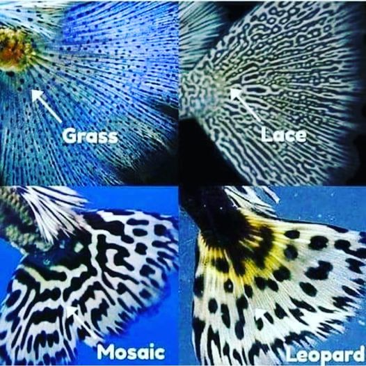 Tales from the Tail: Exploring Popular Guppy Species!
#hyggeraquarium #aquariumfish #guppy