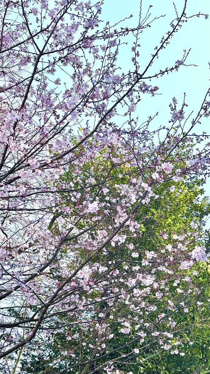 💐川越八幡宮💐

📍埼玉県川越市📍

花手水で有名になりましたね💐💐

担当のd`ici peuさんは

素敵な花屋さん✨

毎日ひと花🌷𓐍︎︎ ◌

この日は桜がまだきれいで🌸

青空とのコラボ☀️🌈

御朱印はしだれ桜です𓂃🌸𓈒𓏸

 #御朱印 #透かし御朱印 #花手水