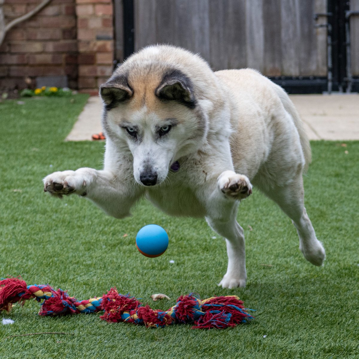 Molly is ready to jump into a new week! She wants to know if you have any nice plans? She's hoping for some nice sunny walks, a few games of fetch and lots of lovely cuddles and sofa naps. 🐶 💜 themayhew.org/dogs/molly-2/.