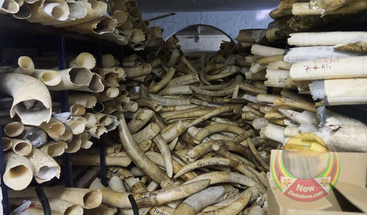 Government stockpiles US$700 million ivory due to CITES trade ban; MP calls for increased hunting quotas newzimbabwe.com/government-sto…