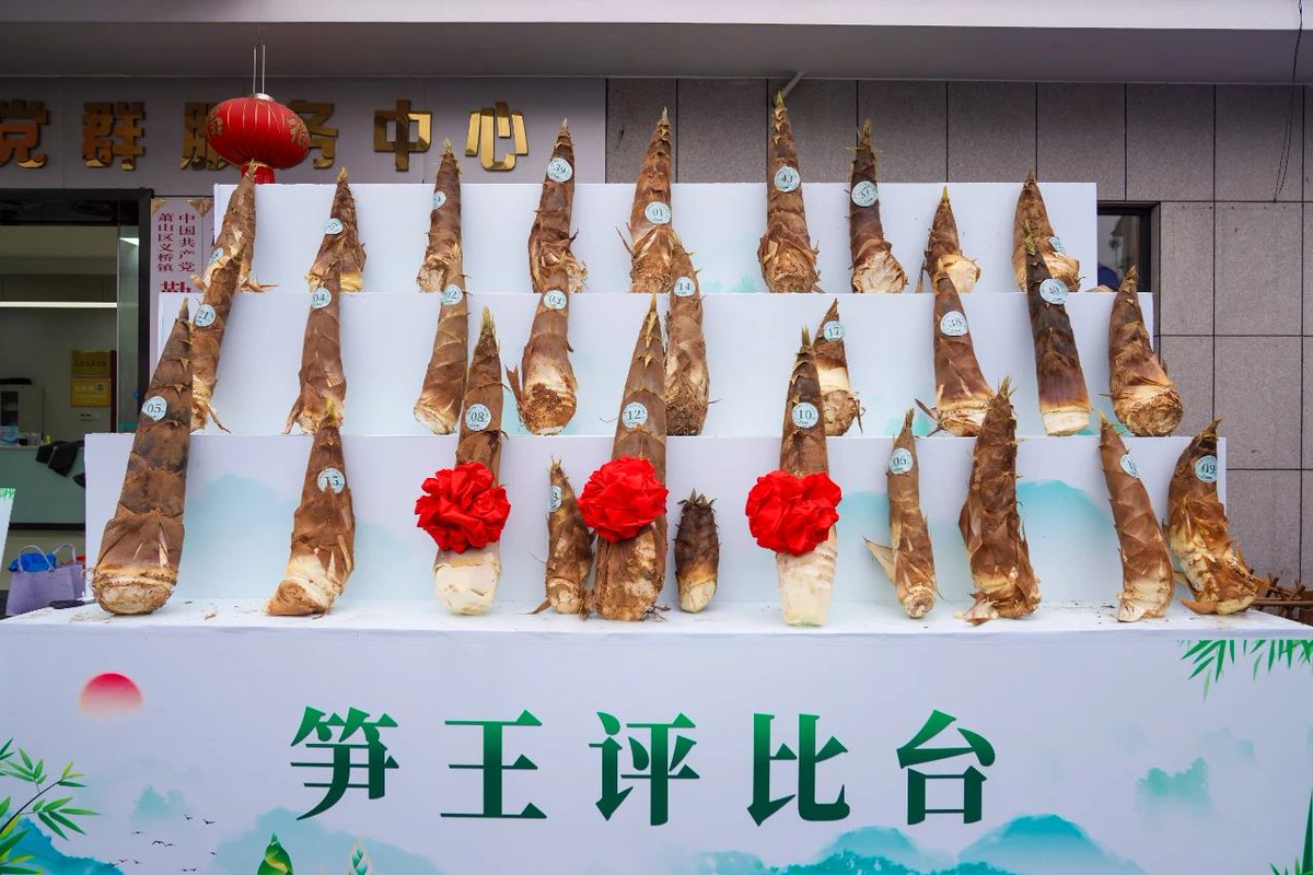 Yiqiao town in #Xiaoshan district, #Hangzhou welcomed a group of young bamboo shoot enthusiasts! 🌱👩‍🌾 They got their hands dirty with a bit of rural fun, digging, peeling, and preserving bamboo shoots. #ExploreXiaoshan