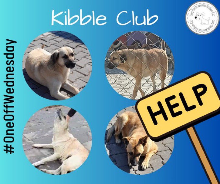 NEW #KibbleClub Members needed to help @DogDeskAction 

With over 850 #dogs & #puppies  to feed your monthly £2 will help keep the dogs hunger at bay. 

Please share ❤️🐕
 #rescuedogs #dogsoftwitter #dogsofx 
  
donorbox.org/kibble-club
https:// ok paypal.com/donate/?hosted…