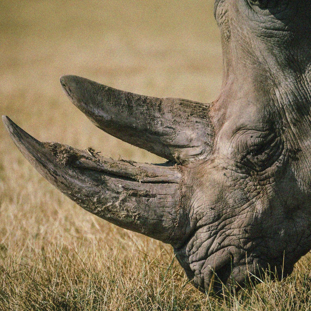 Greetings from the wilds of Maasai Mara National Reserve, where the iconic black rhino roams in its natural habitat. 

Found amidst the sweeping savannas and acacia-dotted landscapes of Kenya, 🌿💫 #MondayMotivation #MaasaiMaraMagic #ProtectOurRhinos