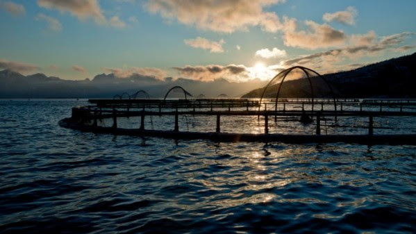 A group of 14 mayors along the west coast of Norway have signed a petition against government proposals to reduce fish farming in some parts of the region. fishfarmermagazine.com/2024/04/15/may… #fishfarming #aquaculture #Norway #nordic