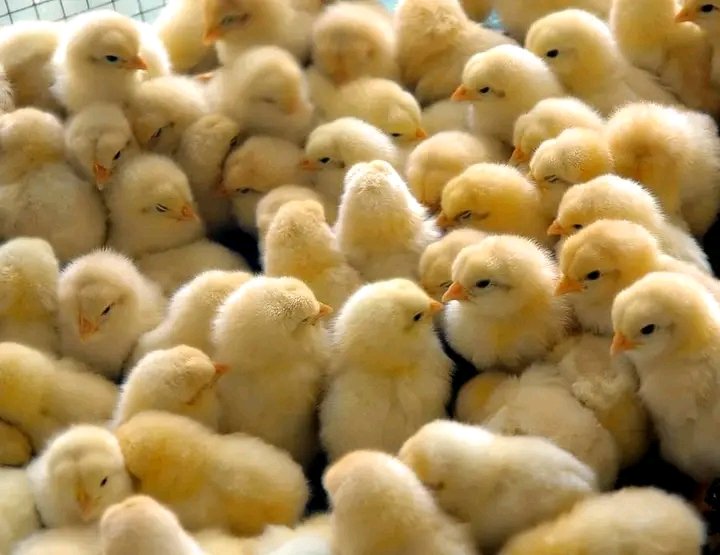 POULTRY FARMING - Have a clean facility - Keep quality stock/birds - Weather control is important - Warming facility / cooling - Right feed - Give adequate water