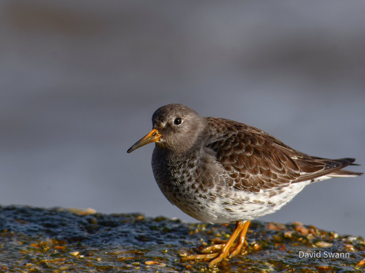 Purple Sandpiper. @Natures_Voice @NorthYorkMoors @YorksWildlife @nybirdnews @BridFreePress @FlamboroughBird