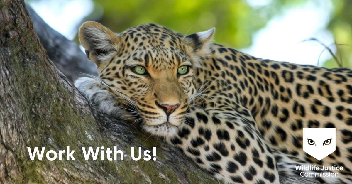 📢 We're #hiring a US-based Senior #Policy Advisor at the Wildlife Justice Commission to influence #policy & build political will to elevate the importance given to #wildlifecrime!

Find out more & apply 👉 bit.ly/3pVGZ4I

#job #vacancies #hiring #policyjobs