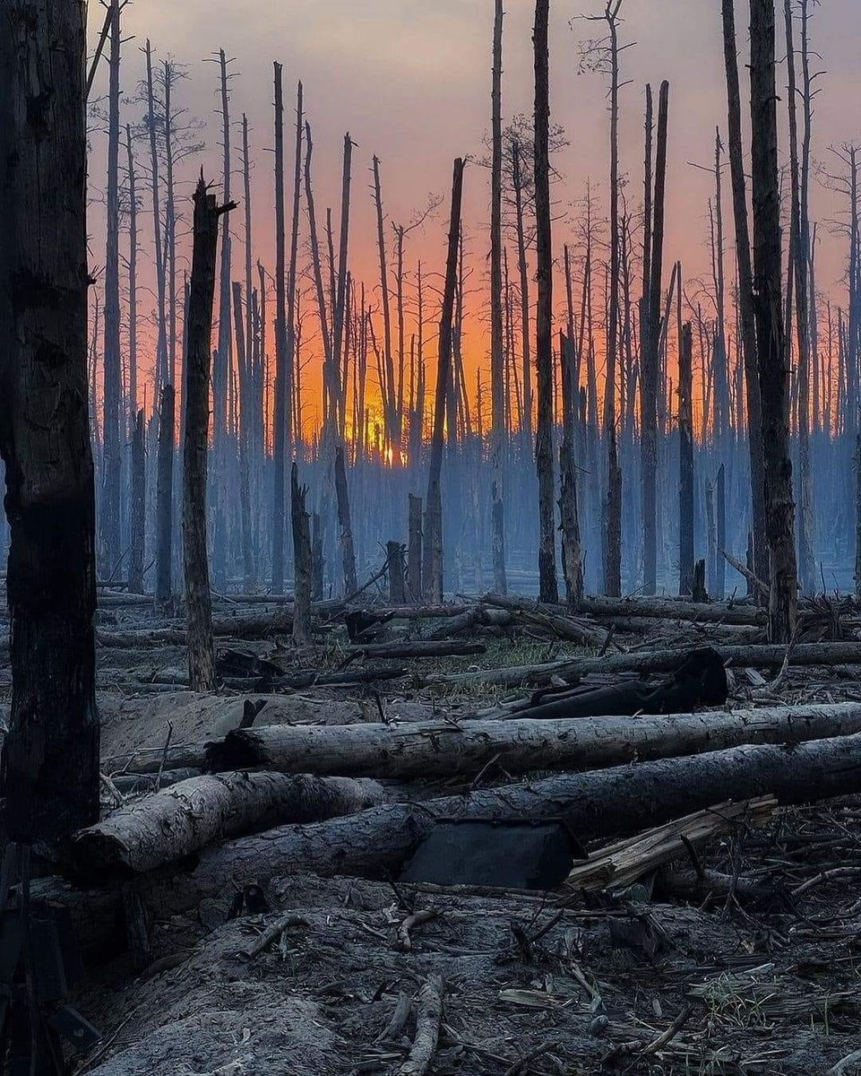 Serebryansky forest destroyed by the occupiers

#russiaisaterroriststate #Ukraine #Luhanskoblast #WarinUkraine #StopRussia #UkraineWar #UkraineRussianWar #RussianUkraineWar #StandWithUkraine #RussianWarCrimes