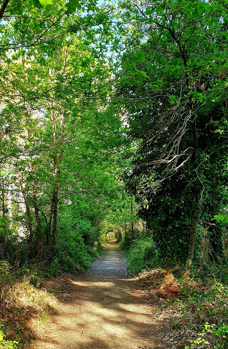 Pour que le chemin de cette nouvelle semaine soit aussi rafraichissant qu'un bonbon à la menthe 🌿☘️🌱 Bon lundi Twitter-X #MondayMotivation