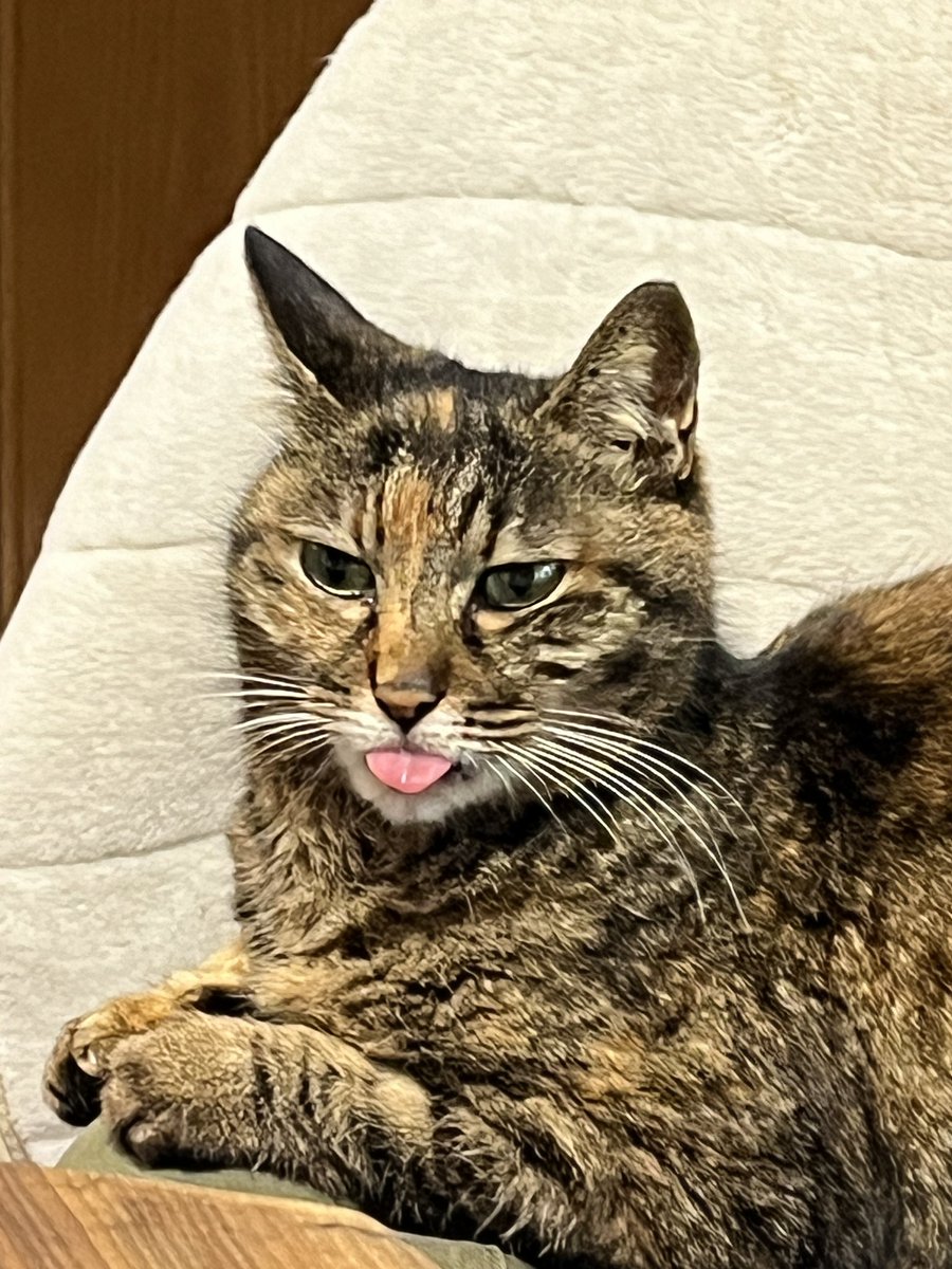 username_2203's tweet photo. 史上最長舌👅出し忘れ
#猫 https://t.co/zR7X6gSREX