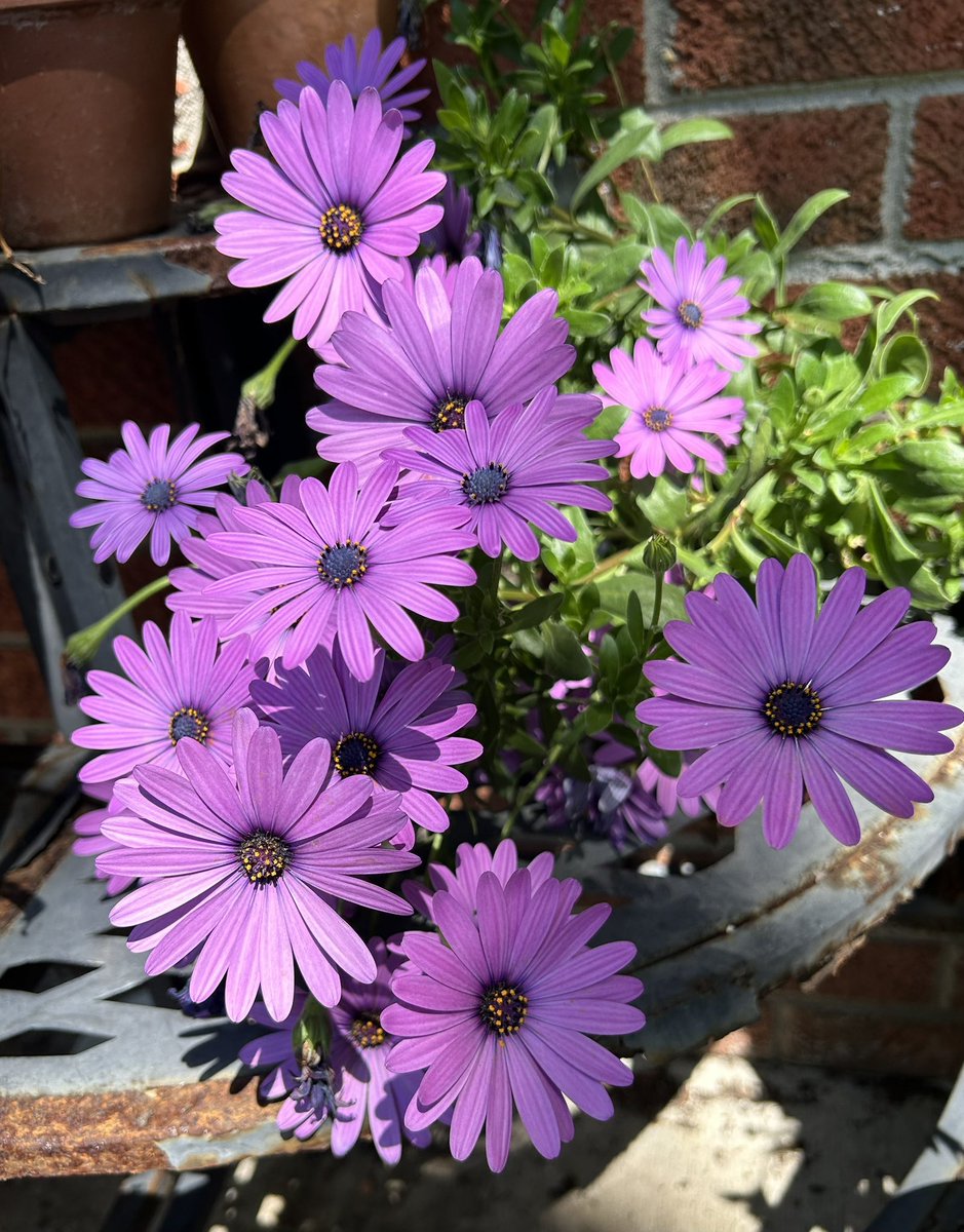 #MagentaMonday is my potted #Osteospermum akita mix grown from seed last summer and ready to go again this summer. I stored the pot in my unheated greenhouse over the winter. 😍 #Gardening #Flowers #plants #FlowerPhotography #Spring #GYO #FlowerGardening