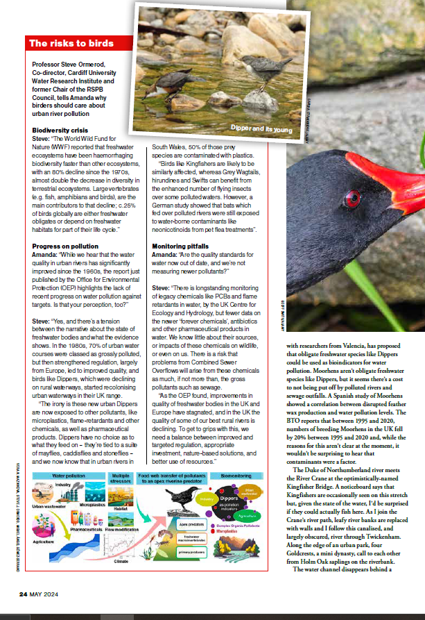 La revista Bird Watching (@BirdWatchingMag) se hace eco de nuestro artículo sobre el uso del mirlo acuático (Cinclus sp) como bioindicador de la calidad del agua (sciencedirect.com/science/articl…). Entrevista a @SteveOrmerod sobre el impacto de la contaminación de los ríos sobre las aves: