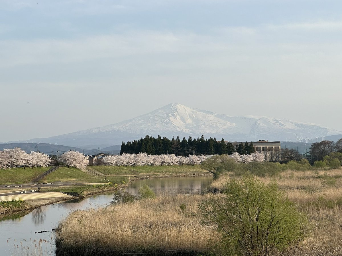 芋川桜づつみ🌸
自転車でゆっくり周りました🚲

残雪の鳥海山🗻と満開の桜🌸
とてもきれいでした✨