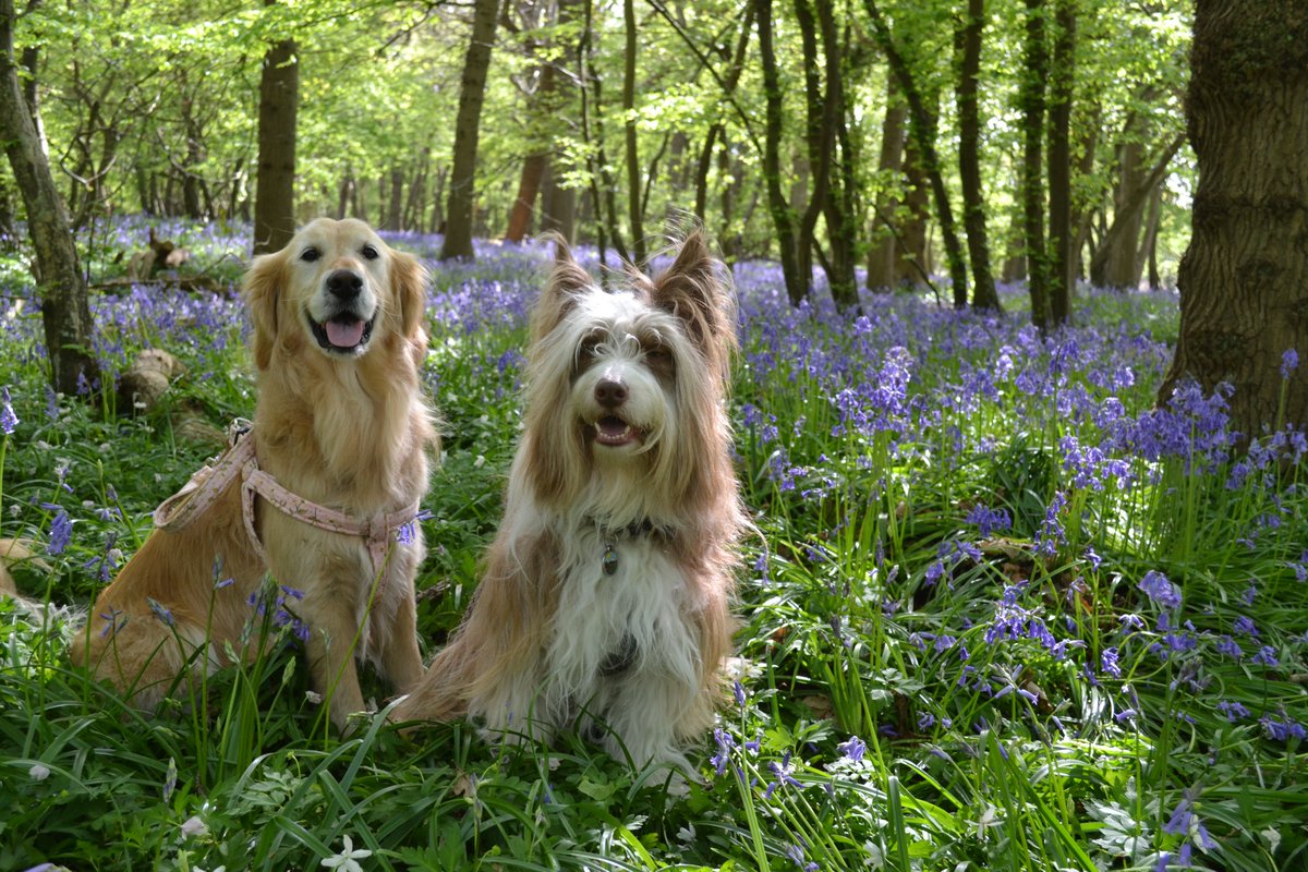 Time for another Magical memories Monday I think! #MagicalMemoriesMonday Erynn 🌈💜 and Phoebe in the Bluebell woods, 2015 💕