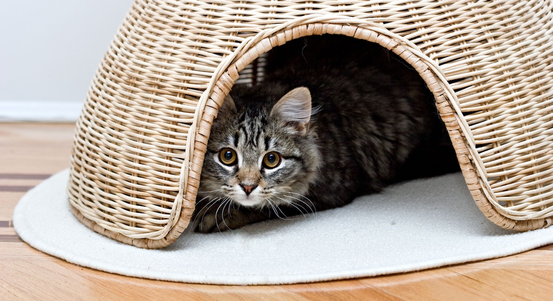 Request of euthanasia of a young cat without a life-threatening disease – veterinarians should guide clients through a time of crisis in a compassionate manner. 

Clare Palmer, @PeterSandoee, and Dan Weary comment on this case in CVJ @CanVetMedAssoc
👉 t.ly/QSOU2