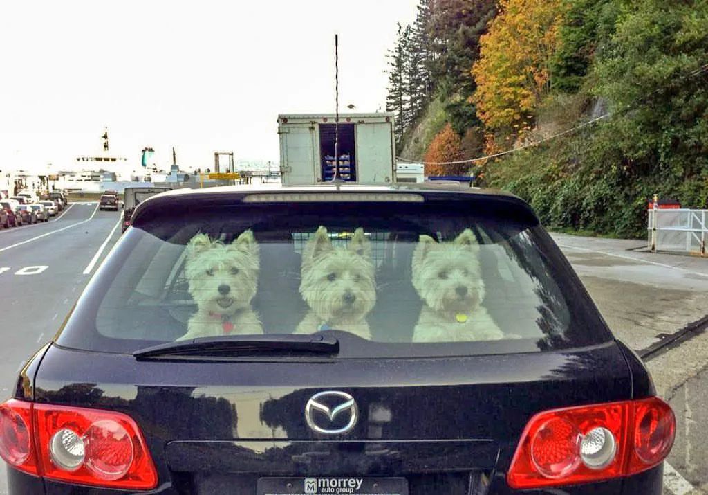 Sorry I'm late for work, I followed this car for three hours.