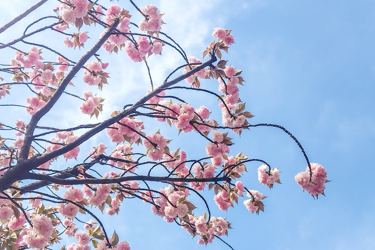 Dakiny's tweet photo. ソメイヨシノが散れば八重桜（カンザン）の季節。
#横浜市 #青葉区 #市が尾 #青葉区総合庁舎 #春の花 #八重桜 #関山 #カンザン #AQUOS #sense7 https://t.co/ANVp84rcTs