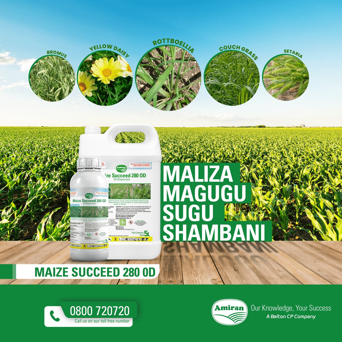 Ensure your maize crops thrive without unwanted competition with Maize Succeed 280 0D! Maize Succeed 280 0D is an early post-emergence selective herbicide targeting both grass and broadleaf weeds, including the stubborn Sedges, Bromus, Rottboellia, Couch grass, and Setaria.