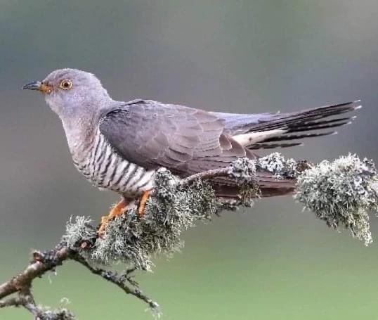 St. Ruadhan and the first call of the Cuckoo - 15th April. Patron Saint of our neighbours in Lorrha👍 @NPWSIreland @lorrhalore @NenaghGuardian @forum_wetlands @FernandezNature