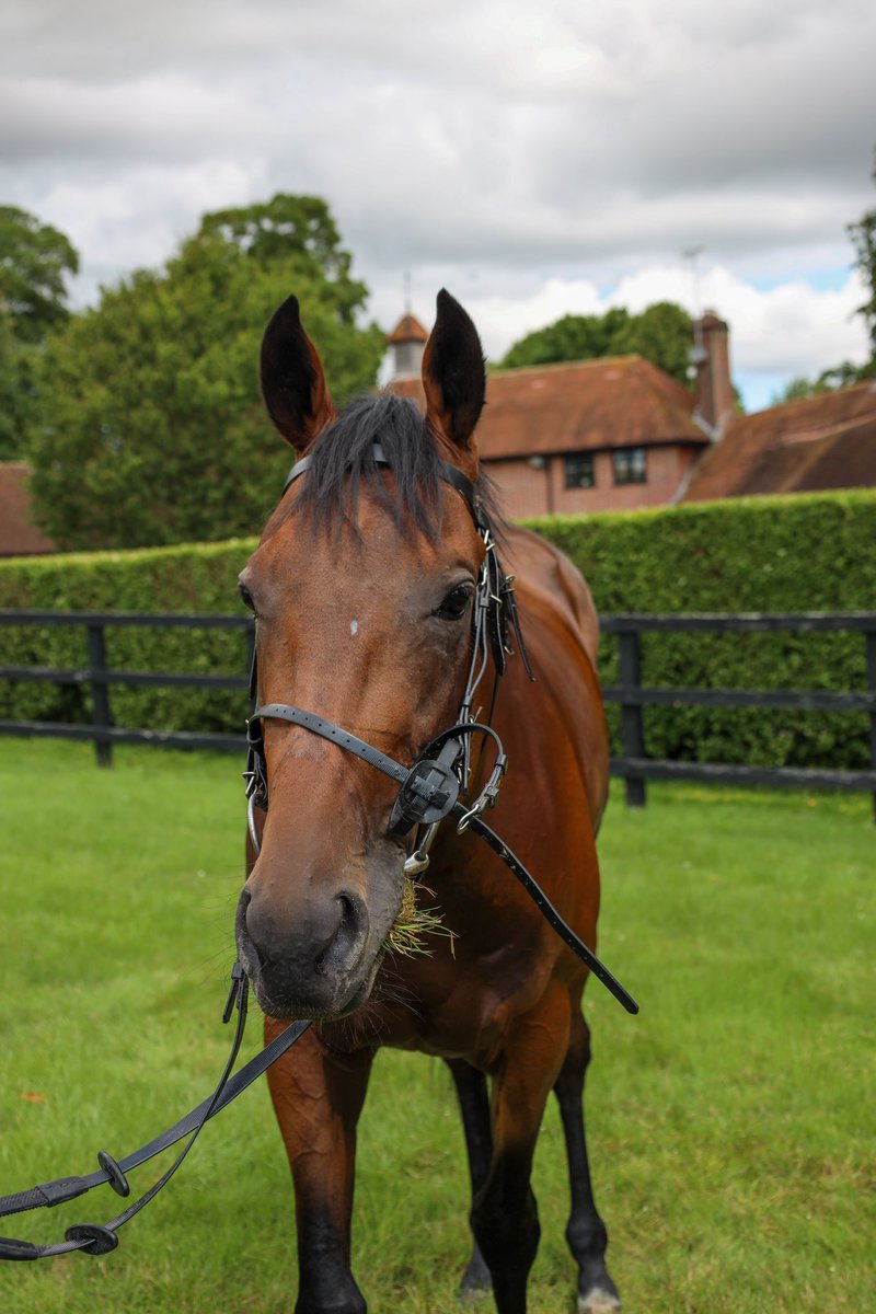 🅡🅤🅝🅝🅔🅡 - Phoenix Passion heads to @windsorraces today for the 1m Handicap at 17:20. We have @OsborneSaffie in the saddle for the @edwalkerracing team. Good luck to all involved 🤞🏼 #OpulenceThoroughbreds