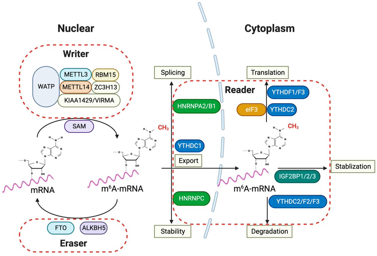 m6A RNA modification and its regulatory proteins in glioma pathogenesis mdpi.com/2703372