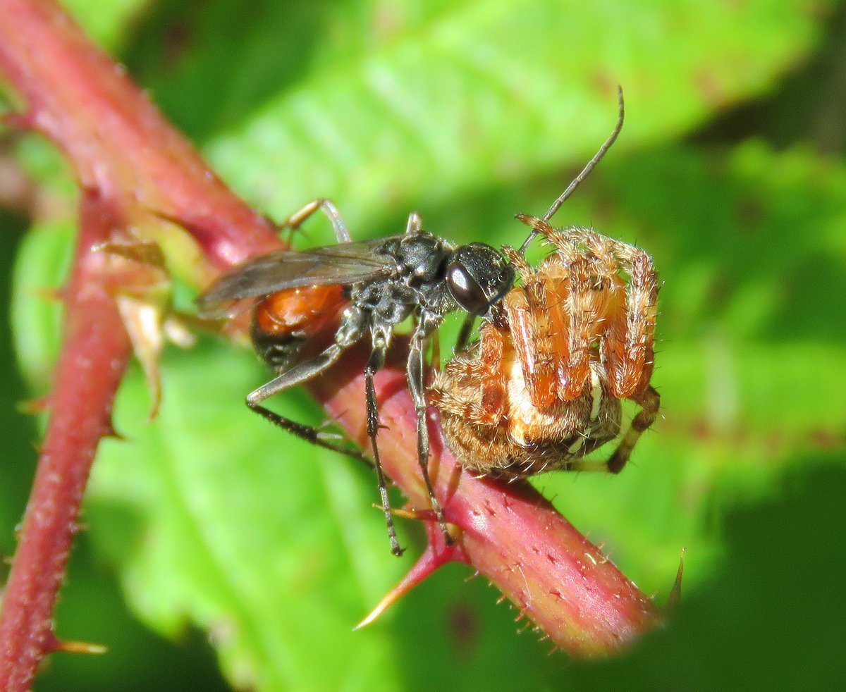 I did three major insect surveys in 2023. One of these was Ufton Fields SSSI/LNR in Warwickshire. We recorded over1,000 insect species at this former limestone quarry, 55 with conservation statuses. You can find out more here: researchgate.net/publication/37…