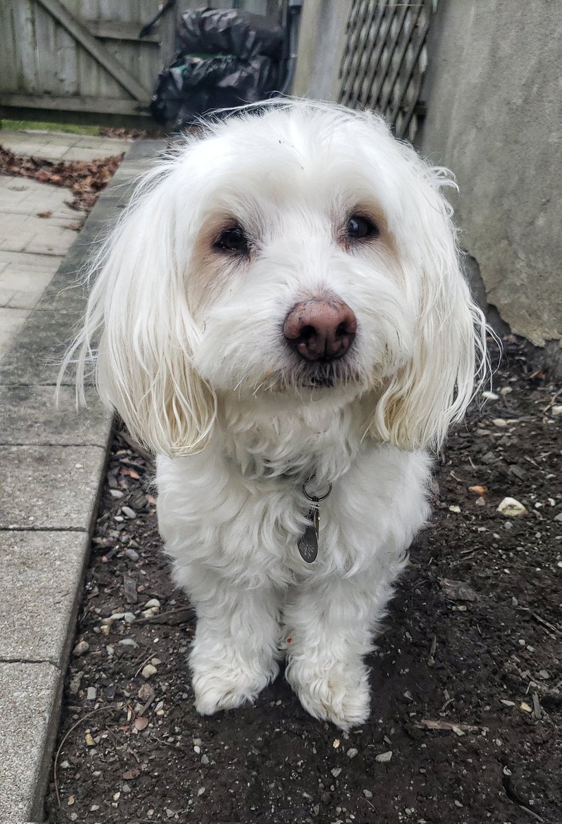 Lucy wishes everyone a wonderful new week ahead! 😁🐾❤🐶🐕❤🐾🌞 #Mondaymotivation #cotondutulear #seniordog #IloveLucy #walkinthedoginwhitby #walkinthedog