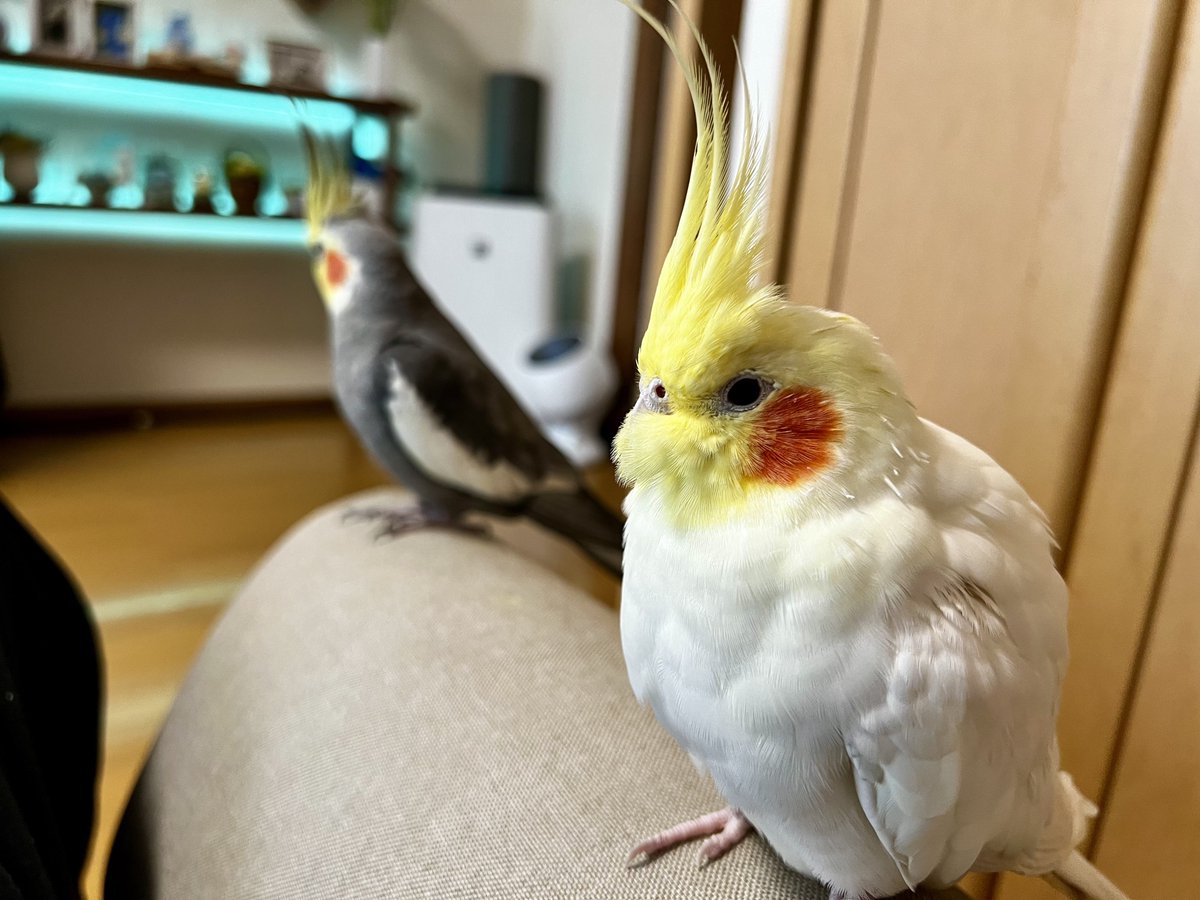 男だらけ。 #シロハラインコ #オカメインコ