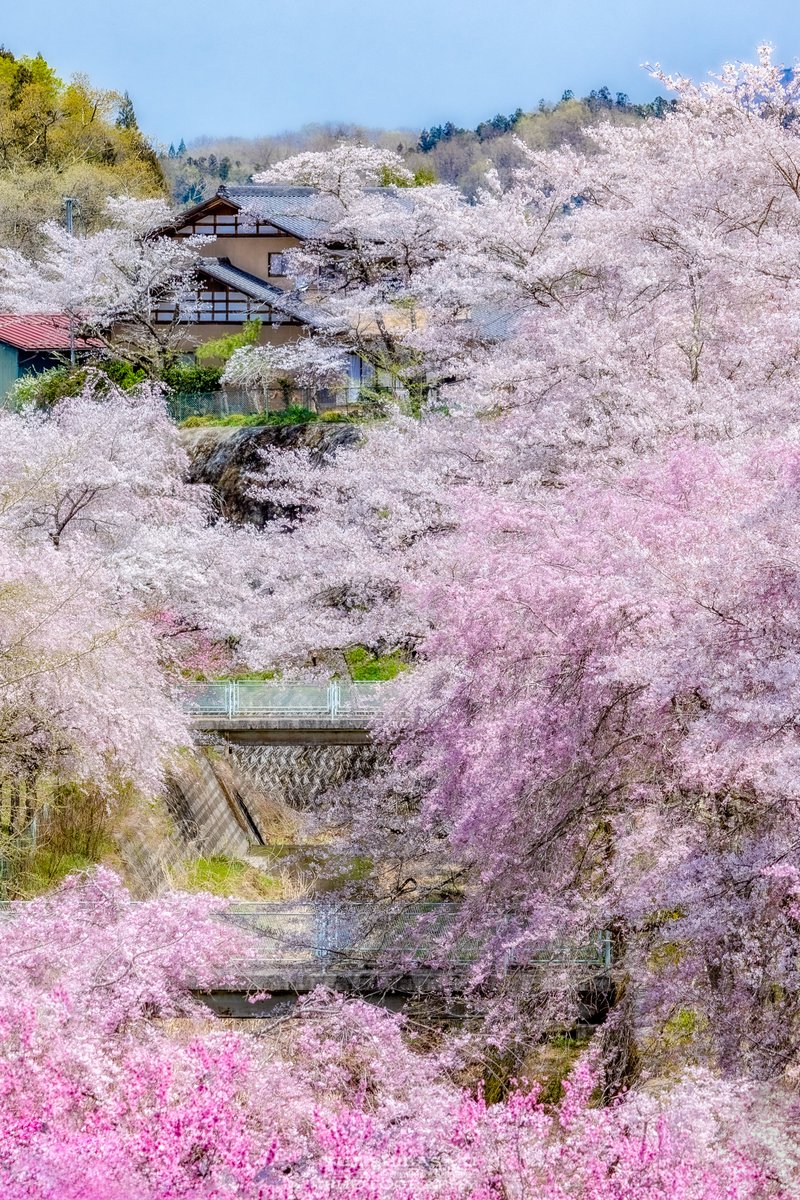 埼玉県の山の中に桃源郷がありました。