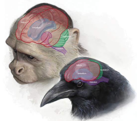 THIS THURSDAY (18 April, 10am) join @scioi_cluster for our #Thursday Morning #Talks! This week, held by by Pavel Němec (Charles Univ.) on “Two independent origins of complex #brains and #intelligent behavior in #birds and #mammals” 🐒 Check it out 👉shorturl.at/qAEN7