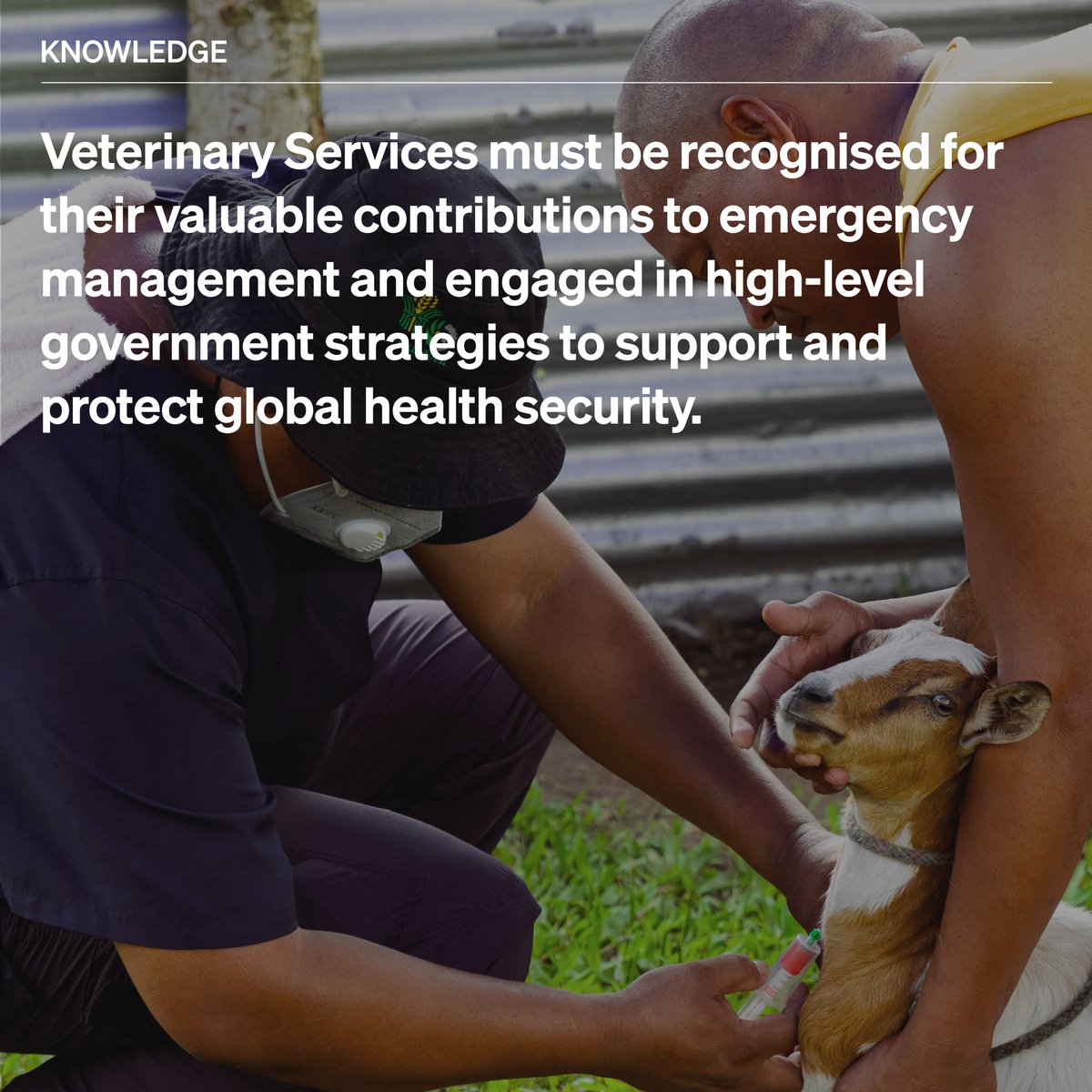 WOAH's tweet photo. Various countries have revealed that #Veterinary Services were only included in less than half of whole-of-government frameworks for emergencies &amp; disasters. The involvement of Veterinary Services in countering emerging threats is essential to ensuring global security.