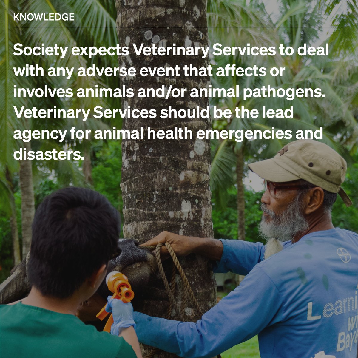 WOAH's tweet photo. Various countries have revealed that #Veterinary Services were only included in less than half of whole-of-government frameworks for emergencies &amp; disasters. The involvement of Veterinary Services in countering emerging threats is essential to ensuring global security.