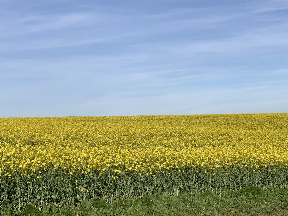 caroline_judge's tweet image. 