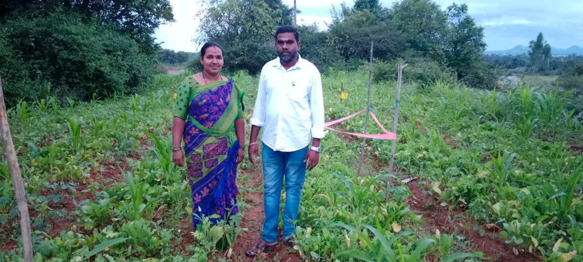 'ప్రజలు ఆరోగ్యంగా ఉండాలంటే @APZBNF లో పండించిన ఉత్పత్తుల వినియోగం పెరగాలి' - కృష్ణమూర్తి. 4 రకాల ప్రధాన పంటలు గల 4 ఎకరాల భూమిలో 36 రకాల కూరగాయలు పండిస్తూ, 8 ఏళ్లుగా ప్రకృతి వ్యవసాయ వనరుల కేంద్రాన్ని నిర్వహిస్తూ ఏడాదికి 3 లక్షల ఆదాయం పొందుతున్నారు ఈ చిత్తూరు రైతు. @vijaythallam