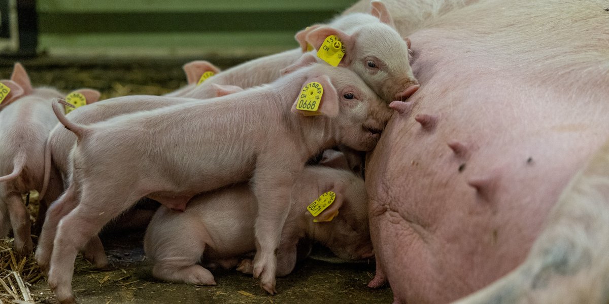 #Sows mobilise body reserves of #phosphorus during lactation and replenish them during gestation. Considering this dynamic allows us to envisage a reduction in dietary intake of phosphorus during lactation, and hence, of excretion into the #environment. ➡️ agrarforschungschweiz.ch/en/2024/04/dyn…