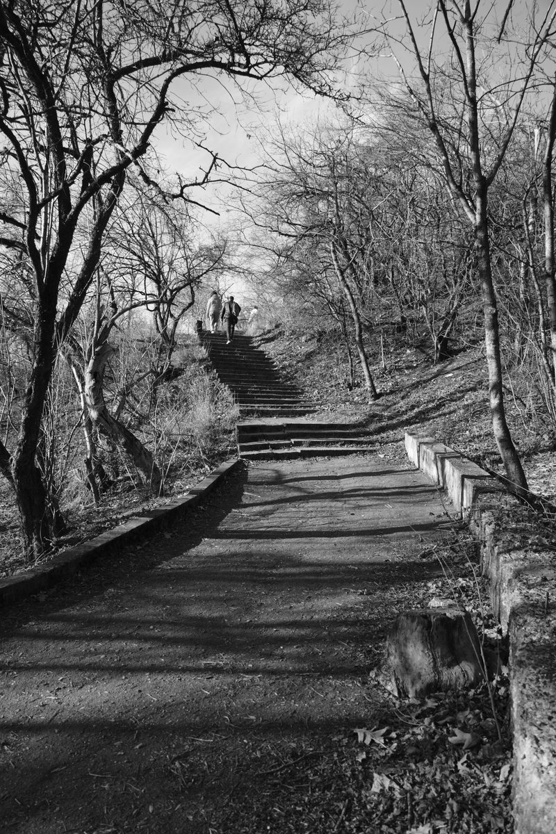 Forest path. #forest #streetphotography #photo #photography #photos #monochrome #blackandwhitephotography #bnw #vadimisakovphotos