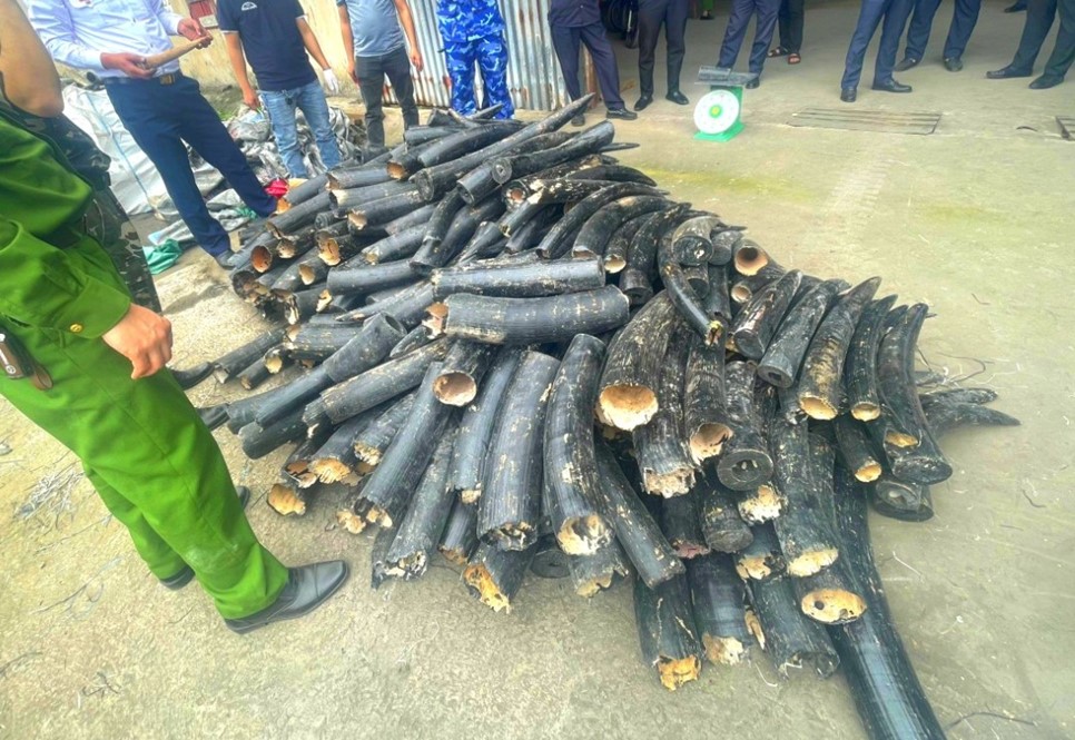 🚨 Customs & law enforcement authorities in PCBT-supported unit Hai Phong 🇻🇳 seize 1.58 tons of ivory. This is the 2nd major ivory seizure by the unit.

This high level of frontline targeting & inspection is crucial to deter #WildlifeTrafficking 👮‍♀️

See 👉 bit.ly/3TXOPc4