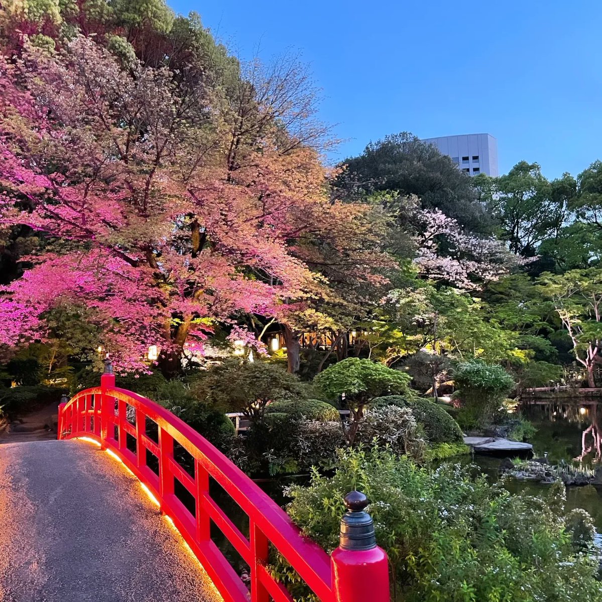 tomoflu's tweet photo. 演奏の前後に日本庭園を楽しみました♡
どこを見てもうっとりするほどの景色で、まるで絵画のよう…😍 https://t.co/SeIar2LSW6