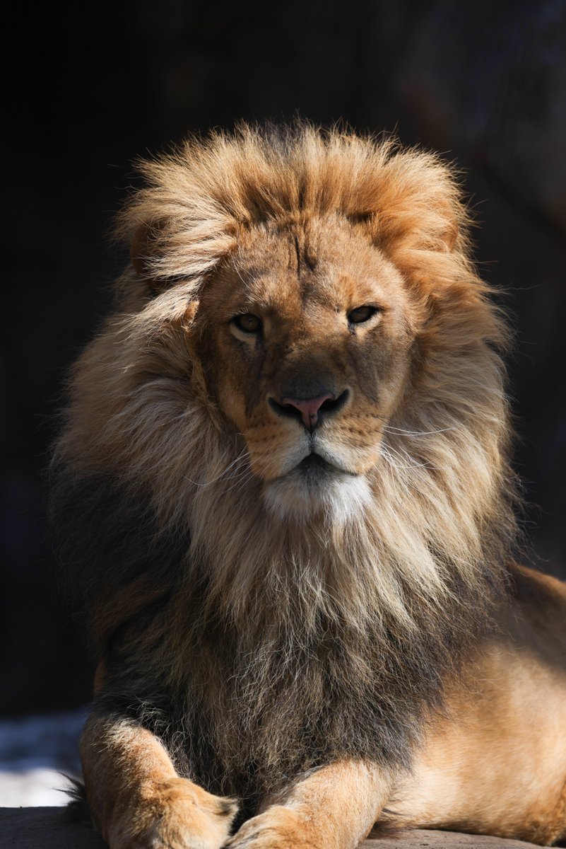 凛々しいオリトの近影です🦁✨

[by NA][Photo by sakurai]
#LiveZooInAsahiyama #旭山動物園 #zoo #ライオン #lion