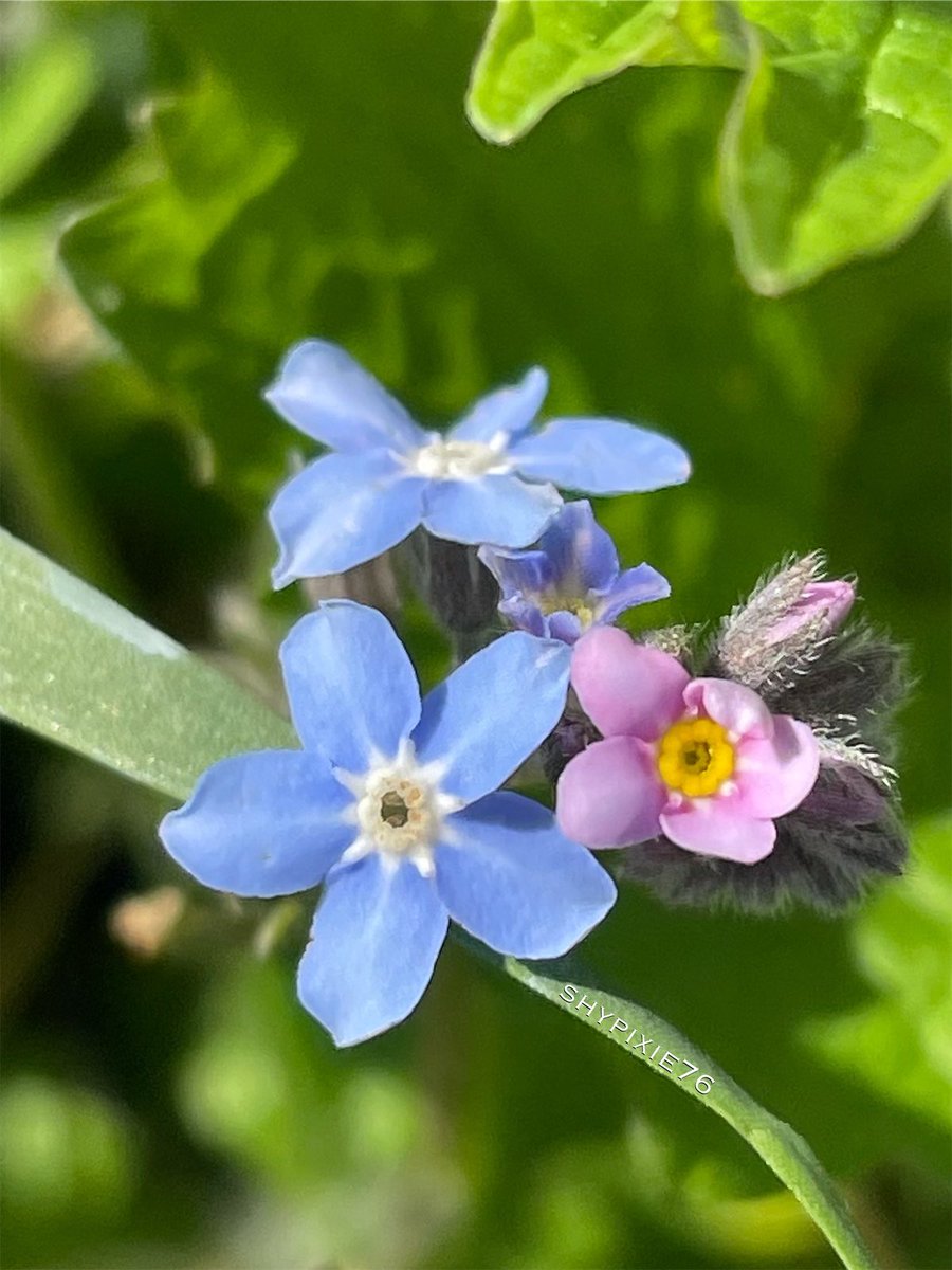 The first forget-me-nots. Here’s an interesting fact I recently learnt: the yellow ring in the centre of each flower fades to white after pollination, which lets insects know there is no more nectar, so the insects in turn learn to visit flowers that have not yet been pollinated!