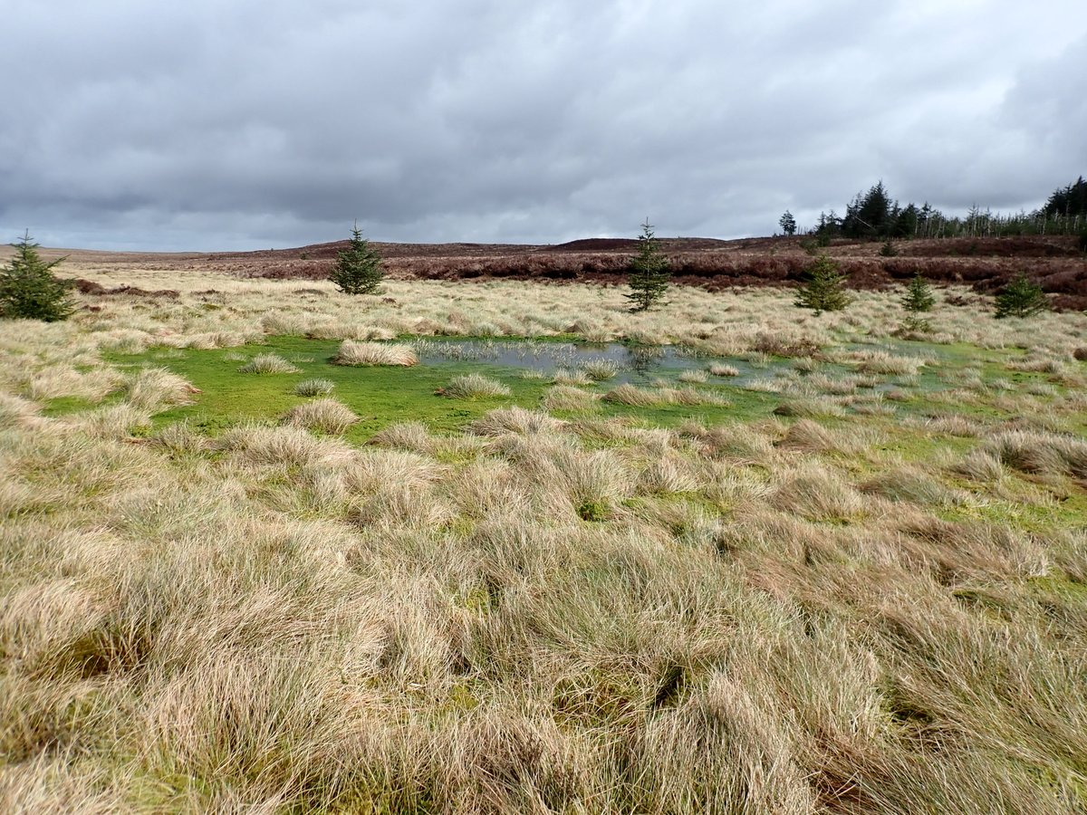 Sitka Spruce invading important Blanket Bog habitat on Migneint. Open Sphagnum lawn pools like these are rare and support assemblages of rare 🕷️ @welshraisedbog