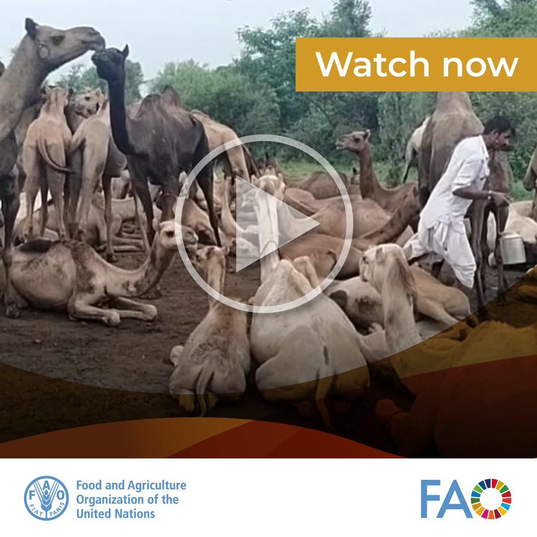 Explore the remarkable journey of Camel Charisma in Rajasthan! 🌟 Join us in honoring the local heroes preserving camels and transforming livelihoods with their dedication and passion. ▶Watch here: bit.ly/3TyjDkP #YearofCamelids #IYC2024
