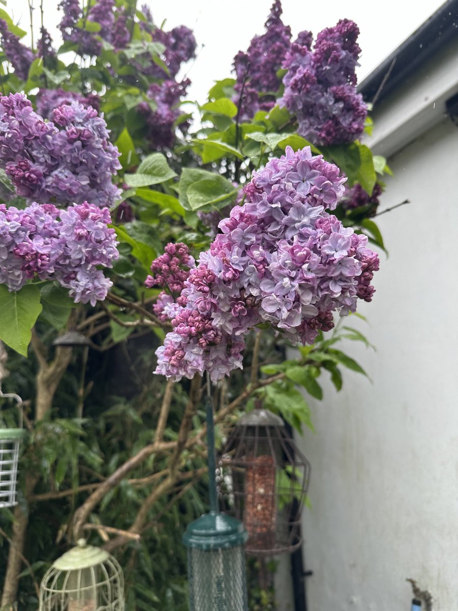 April is the cruellest month, breeding Lilacs out of the dead land, mixing Memory and desire