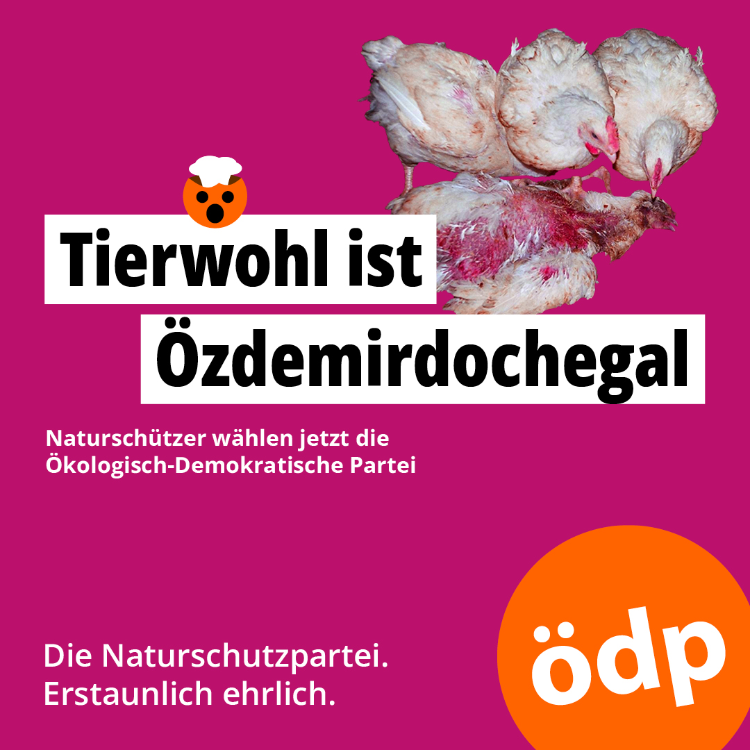 Die ÖDP fordert höchste Standards beim Tierschutz. Tiere haben Rechte und sind keine Ware! Ein Bewusstseinswandel ist dringend notwendig. Nötig sind Änderungen bei EU-Subventionspolitik, Tierhaltung, Tiertransporte...
#ÖDP #öodernie #erstaunlichehrlich
oedp.de/europawahl-2024